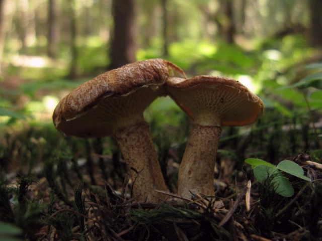 Мицелий Болетинуса плодоножкового (Boletinus cavipes)